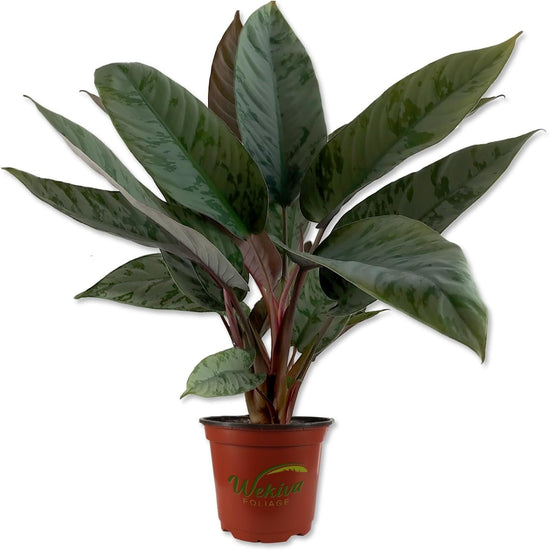 Purple Sword Homalomena - Live Plant in a 6 Inch Nursery Pot - Apoballis Acuminatissima &