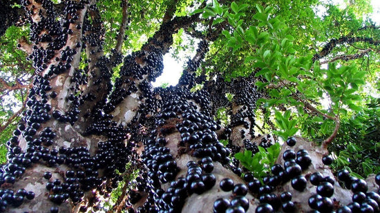 Jaboticaba Tree - Live Plant in 3 Gallon Pot - Edible Fruit Tree