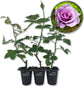 Lagerfeld Rose Bush - Live Starter Plants in 2 Inch Pots - Beautifully Fragrant Heirloom Rose from Florida - A Versatile Beauty with a Rich Fragrance