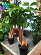 Money Tree Braid - Live Plants in 3 Inch Growers Pots - Pachira Aquatica - Low Maintenance Indoor Houseplant - Your Feng Shui Path to Prosperity