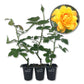 Gold Medal Rose Bush - Live Starter Plants in 2 Inch Pots - Beautifully Fragrant Roses from Florida - A Beautiful Rose with Shapely Deep Golden Blooms