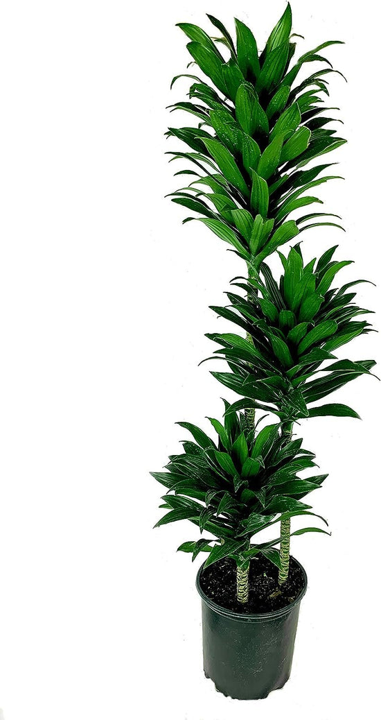 Dracaena Janet Craig Compacta Cane - Live Plant in a 10 Inch Pot - Dracaena Deremensis &