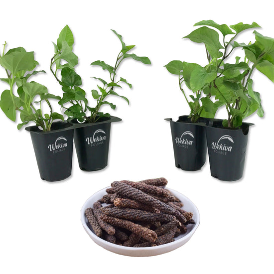 Long Pepper Plant - 4 Live Starter Plants in 2 Inch Pots - Piper Longum - Indian Long Pepper Sweet Herbal Vine