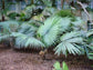 White Elephant Palm - Live Plant in a 3 Gallon Growers Pot - Kerriodoxa Elegans - Extremely Rare and Beautiful Palms from Florida