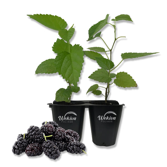 Everbearing Mulberry Tree - 2 Live Tissue Culture Starter Plants - Edible Fruit Tree for The Patio and Garden