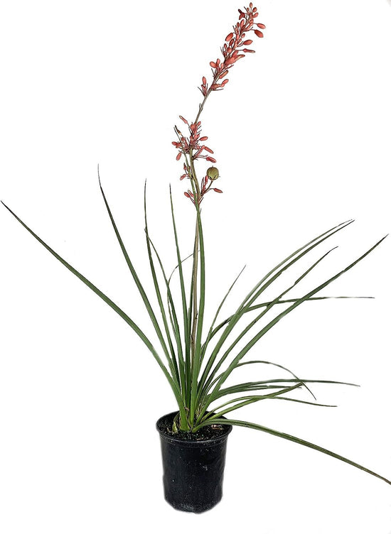 Red Yucca - Live Plants in 6 Inch Pots - Hesperaloe Parviflora - Bird Friendly Evergreen Succulent