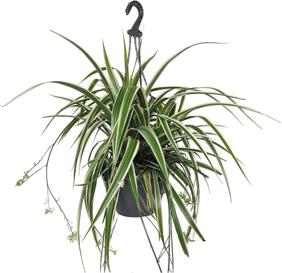 Enchanting Spider Plant Hanging Basket - Live Plant in a 4 Inch Hanging Basket - Chlorophytum Comosum - Nature&