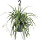 Enchanting Spider Plant Hanging Basket - Live Plant in a 4 Inch Hanging Basket - Chlorophytum Comosum - Nature&