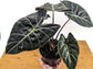 Alocasia - 4 Live Starter Plants in 2 Inch Pots - Alocasia - Florist Quality Air Purifying Indoor Plant - Nature&