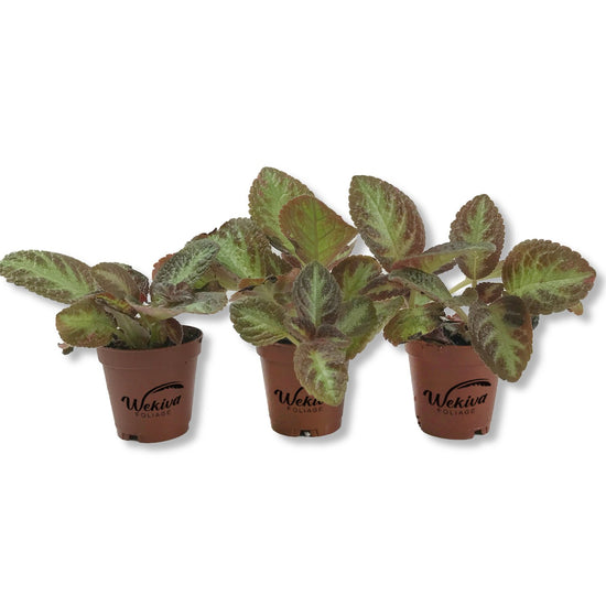 Silver Screen Episcia - Live Starter Plants in 2 Inch Pots - Beautiful Indoor Air Purifying Plant Flame Violets