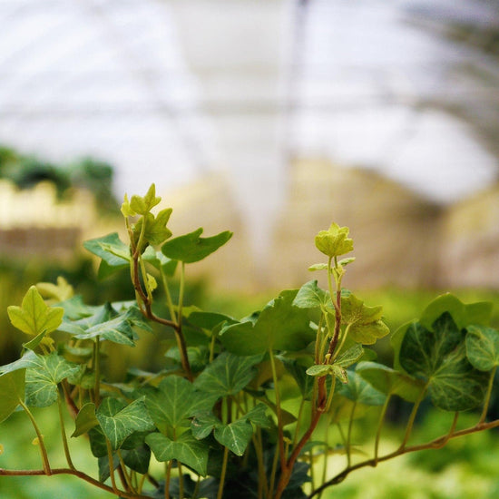 Green English Ivy - Live Plants in 3 Inch Pots - Hedera Helix - Beautiful Easy Care Indoor Air Purifying Houseplant Vine