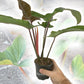 Enchanting Florida Bronze Philodendron - Live Starter Plant in a 4 Inch Pot - Philodendron Erubescens Florida Bronze - Extremely Rare and Beautiful Indoor Houseplant - A Rare Tropical Masterpiece