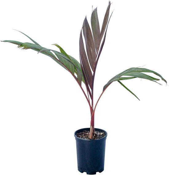 Maroon Crownshaft Palm Tree - Live Plant in a 3 Gallon Grower&