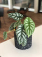 Alocasia - Live Plants in 4 Inch Pots - Florist Quality Air Purifying Indoor Plant - Nature&