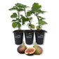 Fig Tree - 3 Live Tissue Culture Starter Plants - Ficus Carica - Edible Fruit Tree for The Patio and Garden