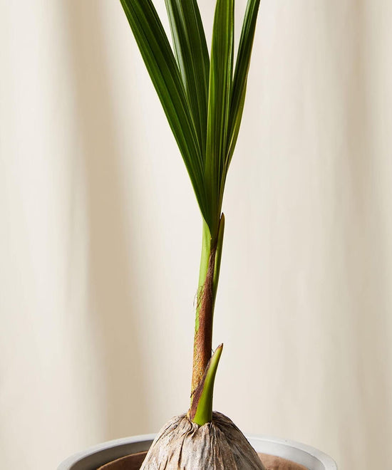 Coconut Palm - Live Plants in 6 Inch Growers Pots - Cocos Nucifera - Ornamental Palms of Florida