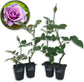 Lagerfeld Rose Bush - Live Starter Plants in 2 Inch Pots - Beautifully Fragrant Heirloom Rose from Florida - A Versatile Beauty with a Rich Fragrance