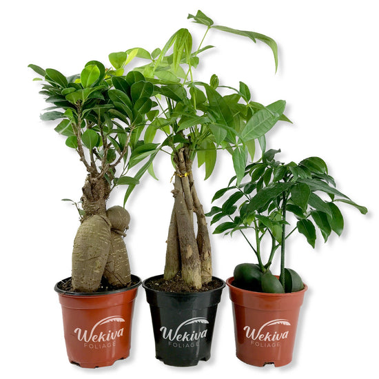 Ultimate Houseplant Trio - Money Tree Braid, Lucky Bean Plant, and Ginseng Ficus - A Captivating Blend of Houseplants and Bonsai Artistry