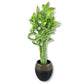 Lucky Indoor Bamboo - Live Plants - Ships Bare Root - 12 Inch Curly Stalks - Air Purifying Feng-Shui Zen Garden Houseplants