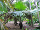 White Elephant Palm - Live Plant in a 3 Gallon Growers Pot - Kerriodoxa Elegans - Extremely Rare and Beautiful Palms from Florida