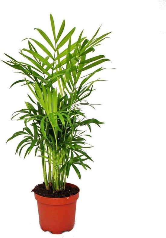 Neanthe Bella Parlor Palm - Live Plants in 4 Inch Pots - Chamaedorea Elegans - Beautiful Clean Air Indoor Houseplant