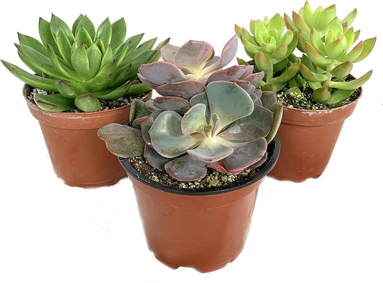 Artisan Grown Succulent Collection – 3 Live Succulent Plants in 4 Inch Pots – Growers Choice - Hand-Picked for Beauty – Perfect Plant Assortment for Indoors or Outdoors