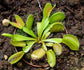 Carnivorous Tropical Plants - Live Starter Plants in 2 Inch Pots - Beautiful Easy Care Indoor Tropical Carnivorous Plants