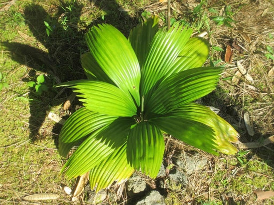 Sabinaria Palm - Live Plant in a 3 Gallon Growers Pot - Sabinaria Magnifica - Extremely Rare and Beautiful Palms from Florida