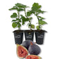 Fig Tree - 3 Live Tissue Culture Starter Plants - Ficus Carica - Edible Fruit Tree for The Patio and Garden