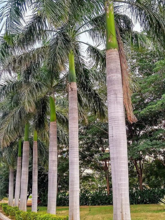 Royal Palm - Live Starter Plants in 2 Inch Pots - Roystonea Regia - Extremely Rare Ornamental Trees of The World