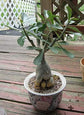 Desert Rose Plant - Live Plant in a 6 Inch Pot - Adenium Obesum - Dramatic Low-Water Succulent