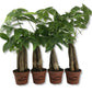 Money Tree Braid - Live Plants in 3 Inch Growers Pots - Pachira Aquatica - Low Maintenance Indoor Houseplant - Your Feng Shui Path to Prosperity