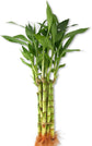 Lucky Indoor Bamboo - Live Plants - Ships Bare Root - 5-Pack of 6 Inch Straight Stalks - Air Purifying Feng-Shui Zen Garden Houseplants