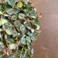 Hoya Curtisii - Live Plants in 4 Inch Pots - Hoya Carnosa &