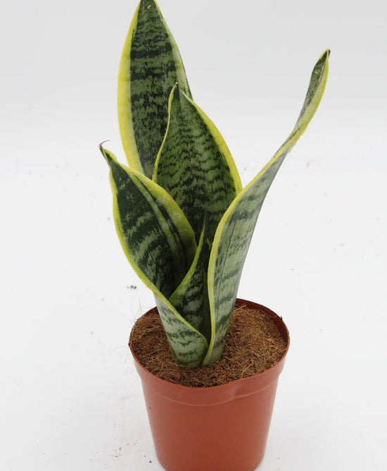 Snake Plant - Live Plant in a 4 Inch Pot - Sansevieria Superba - Beautiful and Elegant Easy Care Indoor Houseplants