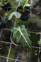 Alocasia - Live Plants in 4 Inch Pots - Florist Quality Air Purifying Indoor Plant - Nature&