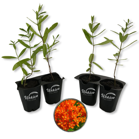 Milkweed Plant - 4 Live Starter Plants - Asclepias - Perennial Florida-Native Wildflower Evergreen