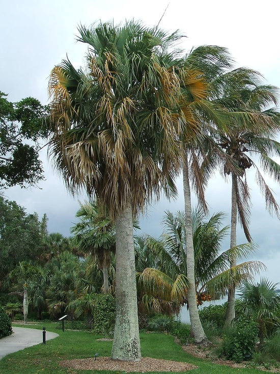 Puerto Rican Hat Palm - Live Plants in 4 Inch Growers Pots - Sabal Causiarum - Rare Ornamental Palms of Florida