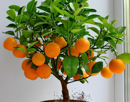 Sunburst Tangerine Tree - Live Plants in 1 Gallon Pots - Florida Only - Cannot Ship Out of Florida - Beautiful Fruit Tree for Patio and Garden