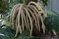Caledonian Hapala Palm Tree - Live Plant in a 3 Gallon Grower&
