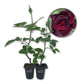 Baccara Rose Bush - Live Starter Plants in 2 Inch Pots - Beautifully Fragrant Heirloom Rose from Florida - A Versatile Beauty with a Rich Fragrance