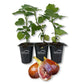 Fig Tree - 3 Live Tissue Culture Starter Plants - Ficus Carica - Edible Fruit Tree for The Patio and Garden