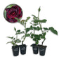 Baccara Rose Bush - Live Starter Plants in 2 Inch Pots - Beautifully Fragrant Heirloom Rose from Florida - A Versatile Beauty with a Rich Fragrance