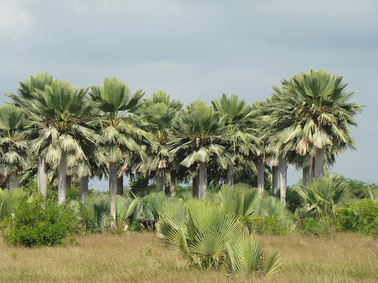 Giant Yarey Palm Gigas - Live Plants in 4 Inch Growers Pots - Copernicia Gigas - Extremely Rare Ornamental Palms of Florida