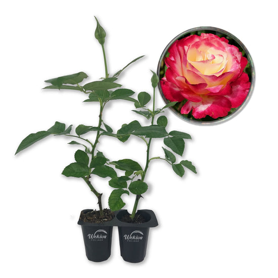 Double Delight Rose Bush - Live Starter Plants in 2 Inch Pots - Beautifully Fragrant Rose from Florida - Stunning Hybrid Tea Rose Cultivar - Add Color and Fragrance to Any Garden