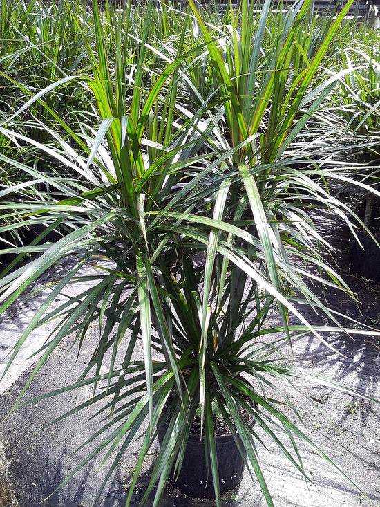 Dracaena Marginata Bush - Live Plant in a 10 Inch Pot - Dracaena Marginata - Easy Care Indoor Air Cleaning Plant