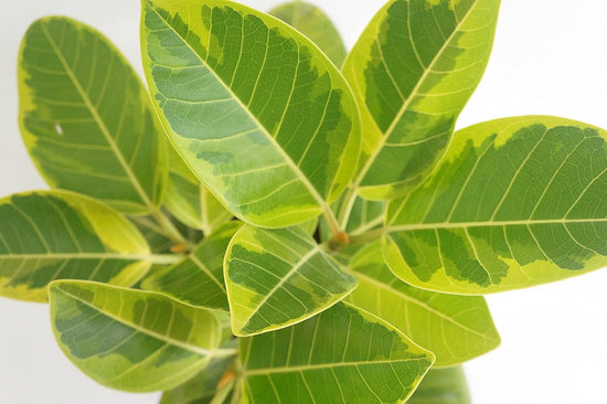 Yellow Gem Ficus Bush - Live Plant in a 10 Inch Pot - Ficus Elastica &