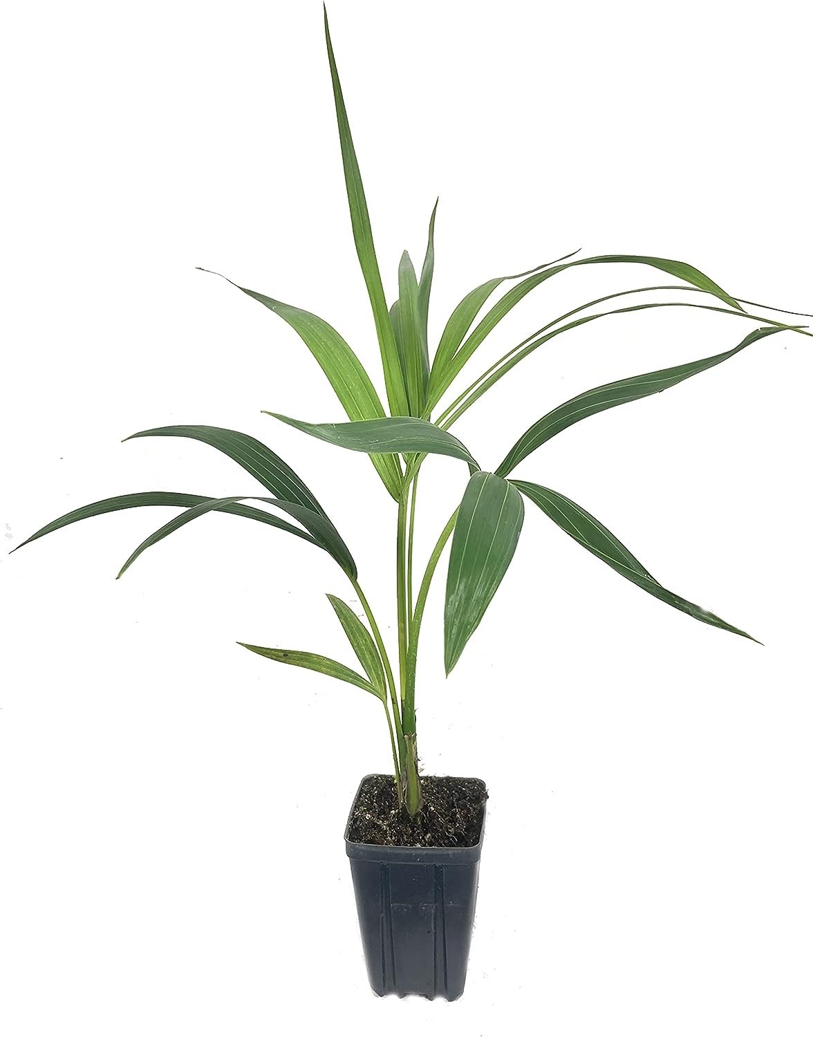 KentiaPalm-LivePlantsin4InchGrowersPots-HoweaForsteriana-BeautifulCleanAirIndoorOutdoorHouseplant