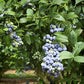 Blueberry Plant - Live Plant in a 2 inch Growers Pot - Vaccinium - Edible Fruit Bearing Tree for The Patio and Garden