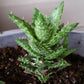 Zanzibar Aloe - Tiger Tooth Aloe - Live Starter Plants in 2 Inch Pots - Aloe Juvenna - Easy Care Indoor Outdoor Ornamental Succulent